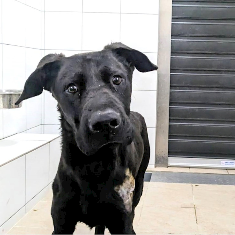 新竹縣動物保護教育園區,編號:397741, 混種犬          