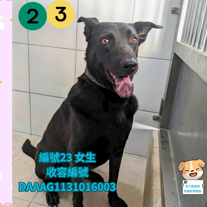 新竹縣動物保護教育園區,編號:378390, 混種犬          