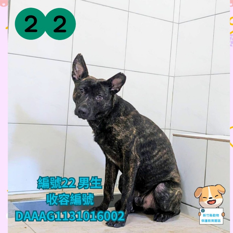 新竹縣動物保護教育園區,編號:378389, 混種犬          
