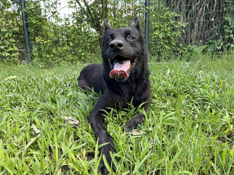 臺北市動物之家,編號:209771, 混種犬          