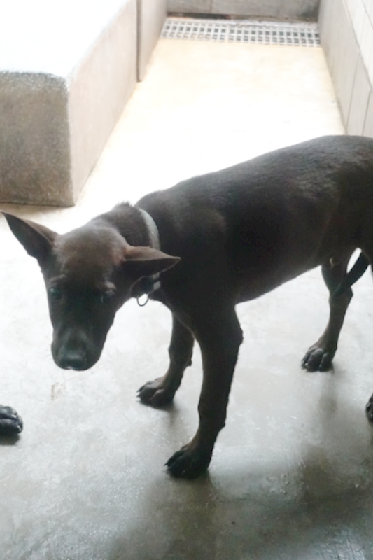 宜蘭縣流浪動物中途之家,編號:401636, 混種犬          