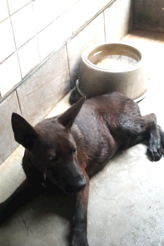 宜蘭縣流浪動物中途之家,編號:401635, 混種犬          