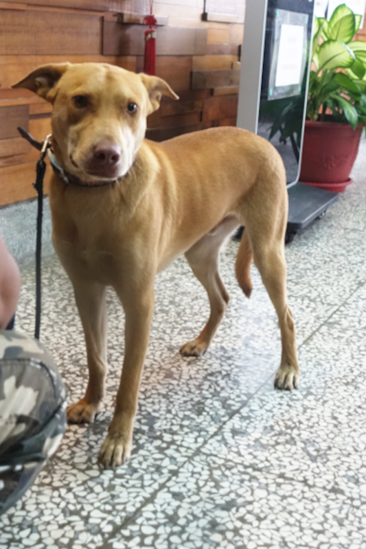 宜蘭縣流浪動物中途之家,編號:401633, 比特犬之混種犬