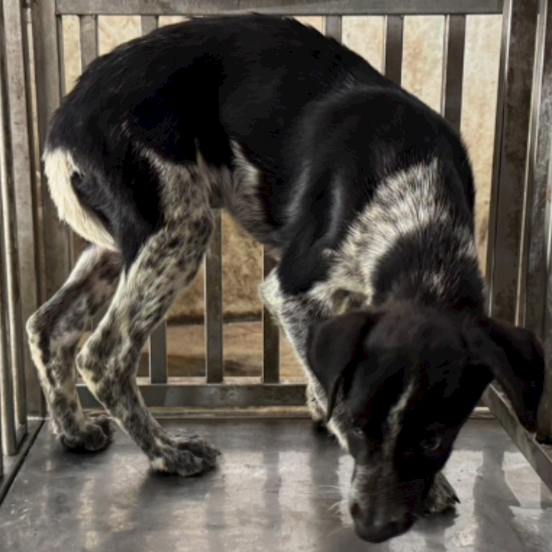 臺南市動物之家善化站,編號:401624, 混種犬          