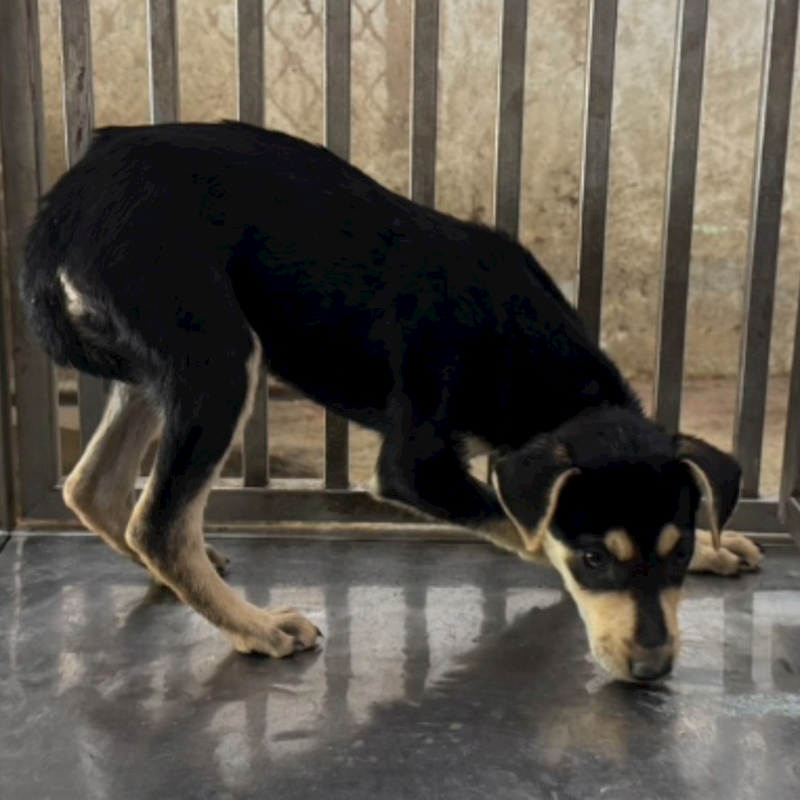 臺南市動物之家善化站,編號:401623, 混種犬          