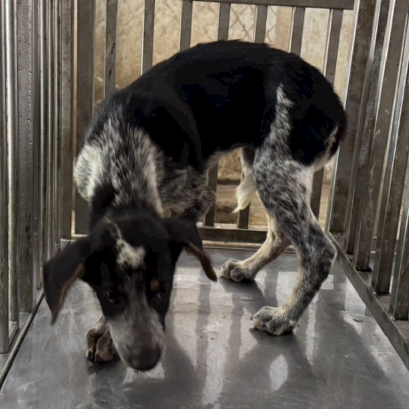 臺南市動物之家善化站,編號:401622, 混種犬          