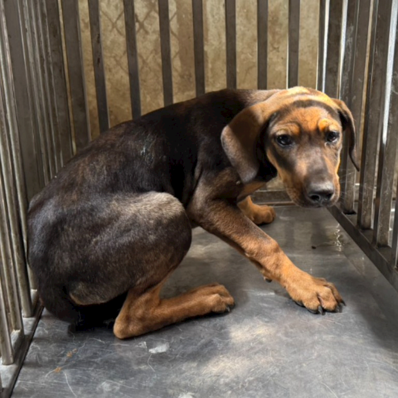 臺南市動物之家善化站,編號:401700, 混種犬          