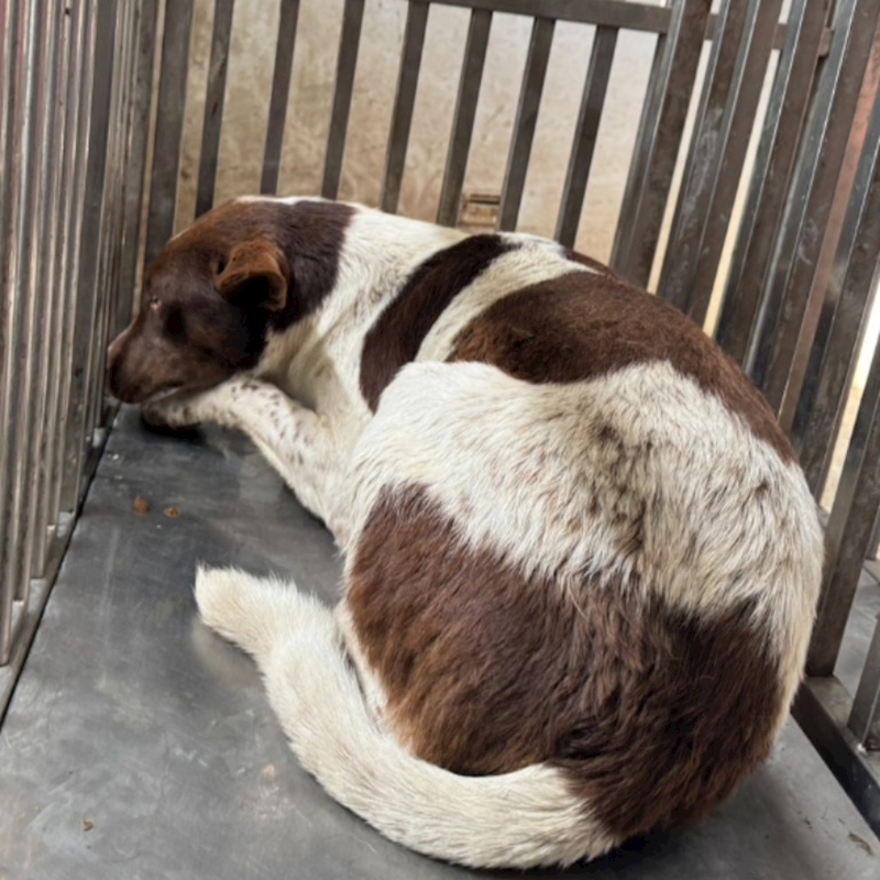 臺南市動物之家善化站,編號:401698, 混種犬          