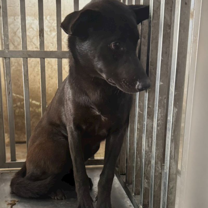 臺南市動物之家善化站,編號:401789, 混種犬          