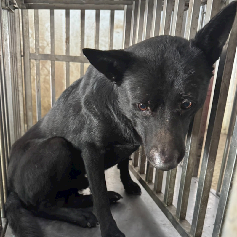臺南市動物之家善化站,編號:401791, 混種犬          