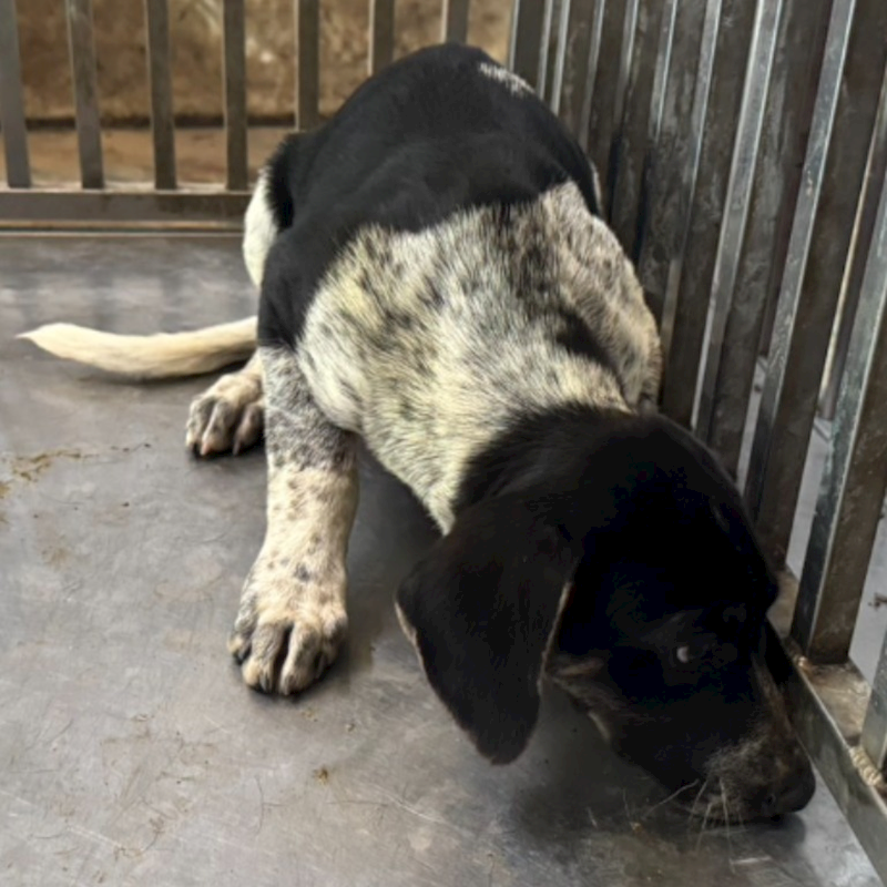臺南市動物之家善化站,編號:401740, 混種犬          