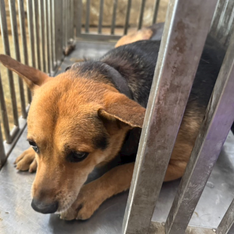 臺南市動物之家善化站,編號:401737, 混種犬          