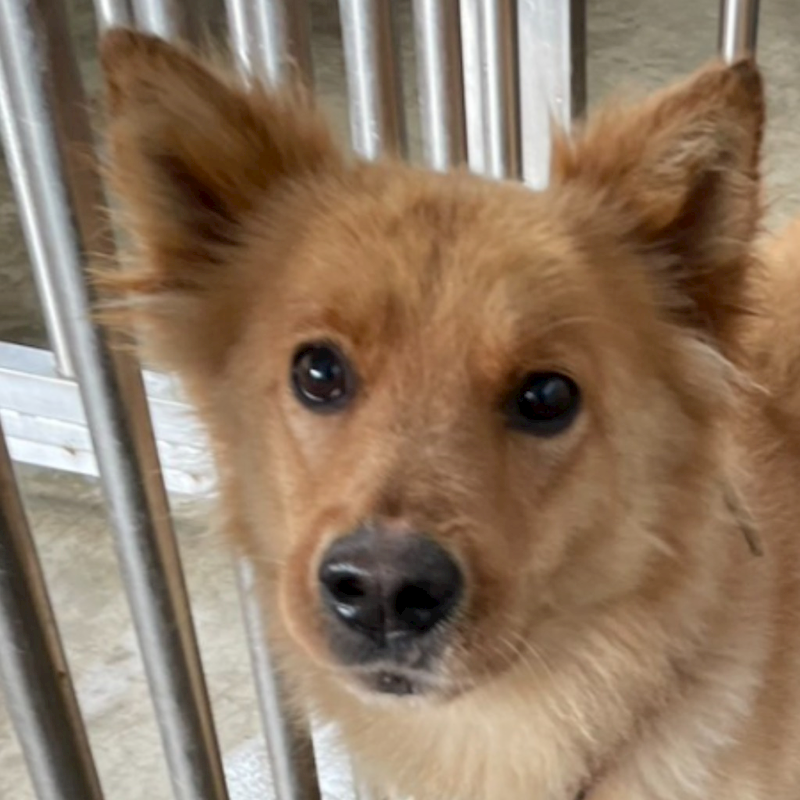 澎湖縣流浪動物收容中心,編號:393113, 混種犬          