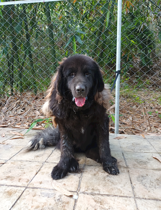 嘉義縣動物保護教育園區,編號:402684, 獒犬        