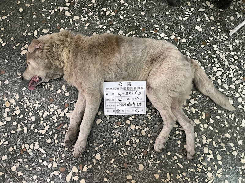 雲林縣流浪動物收容所,編號:402209, 混種犬          