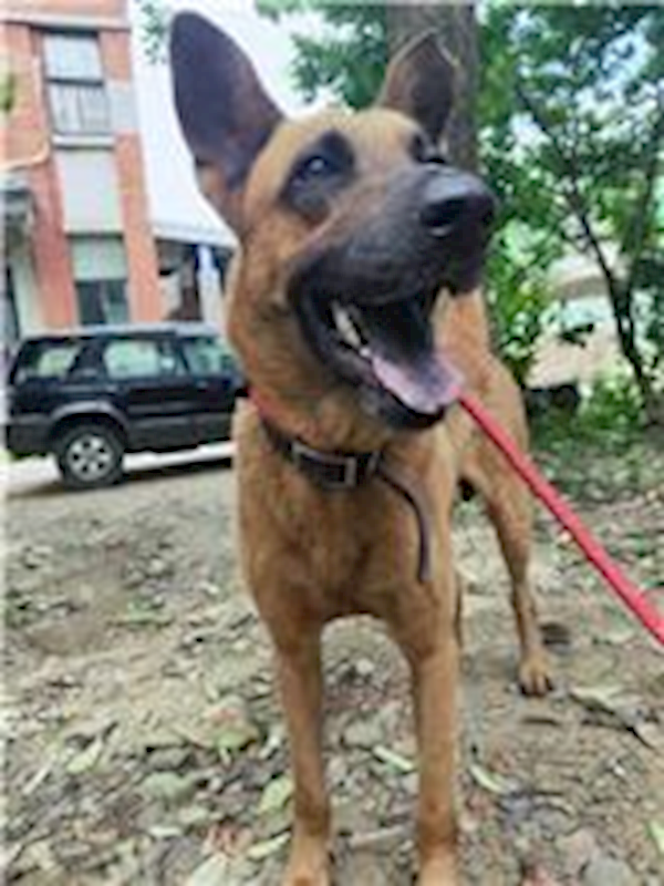 新竹縣動物保護教育園區,編號:253907, 混種犬          