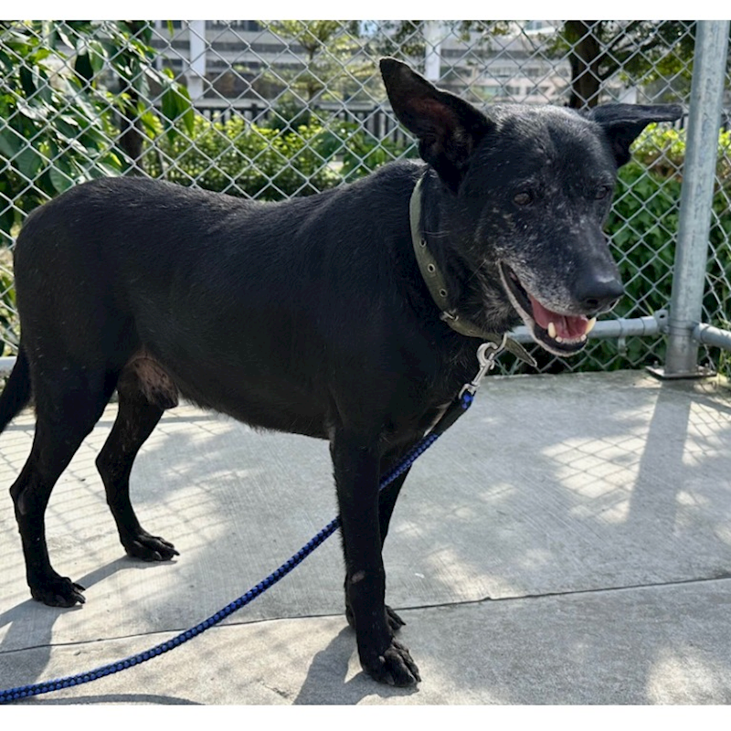 臺北市動物之家,編號:138697, 混種犬          