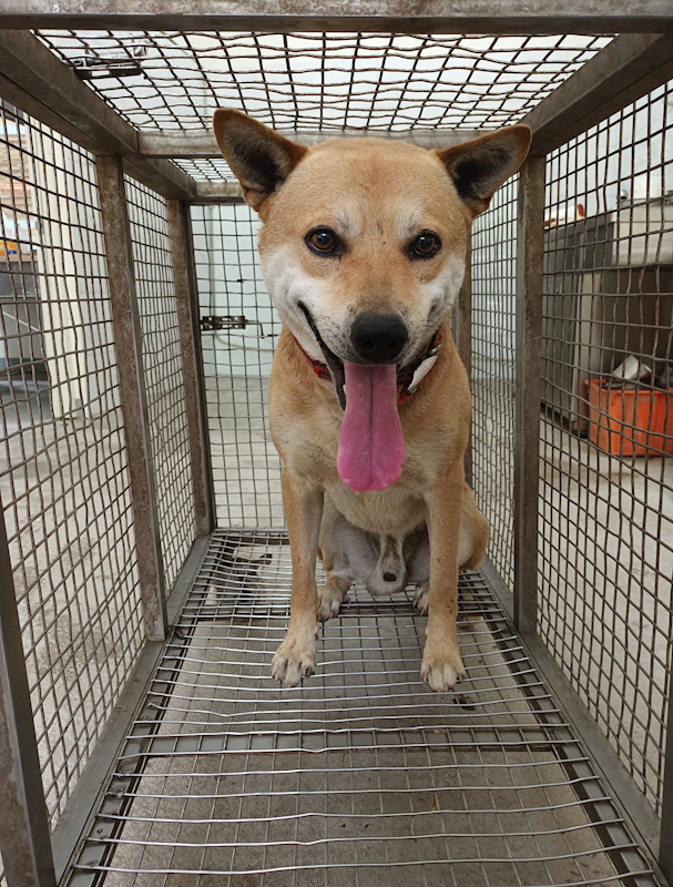 嘉義縣動物保護教育園區,編號:403559, 混種犬          