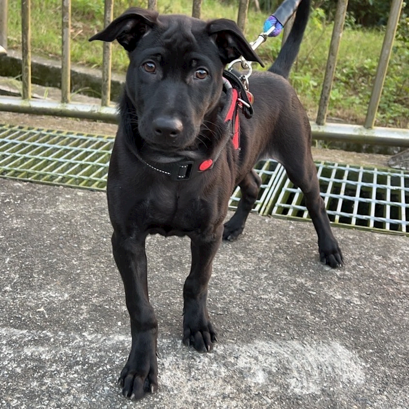 新北市三芝區公立動物之家,編號:379191, 混種犬          