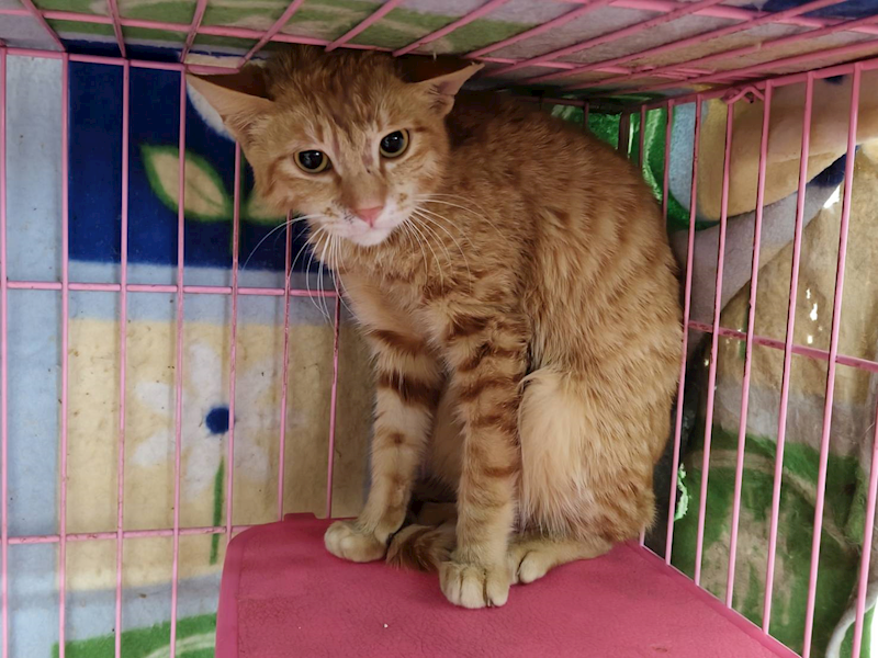 臺北市動物之家,編號:401343, 混種貓                 