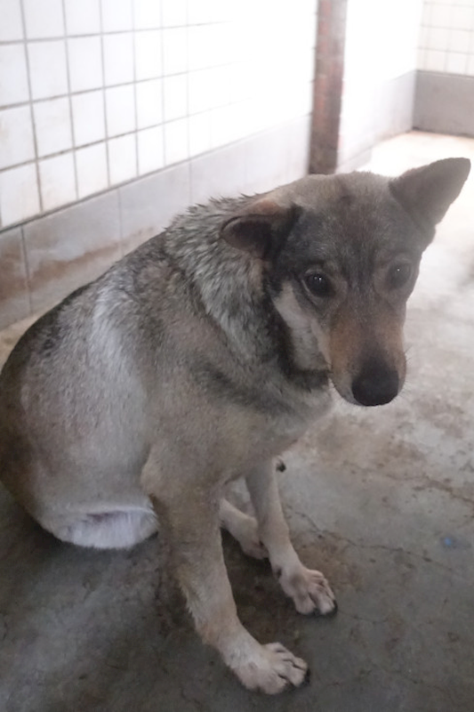 宜蘭縣流浪動物中途之家,編號:404494, 混種犬          