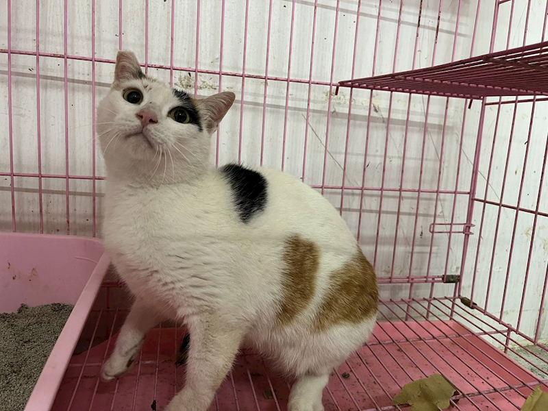 臺北市動物之家,編號:404706, 混種貓                 