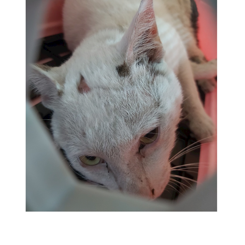 臺南市動物之家灣裡站,編號:403045, 混種貓                 