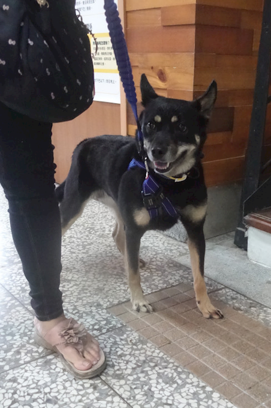 宜蘭縣流浪動物中途之家,編號:404643, 混種犬          
