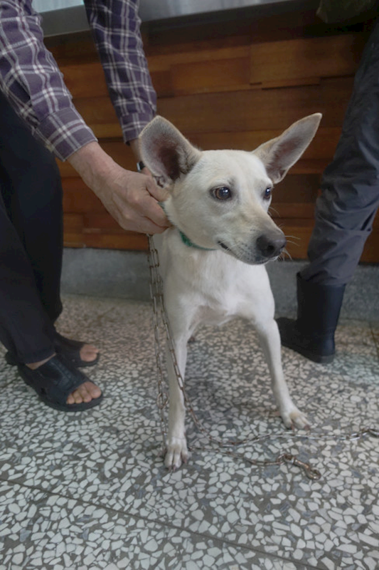 宜蘭縣流浪動物中途之家,編號:404639, 混種犬          