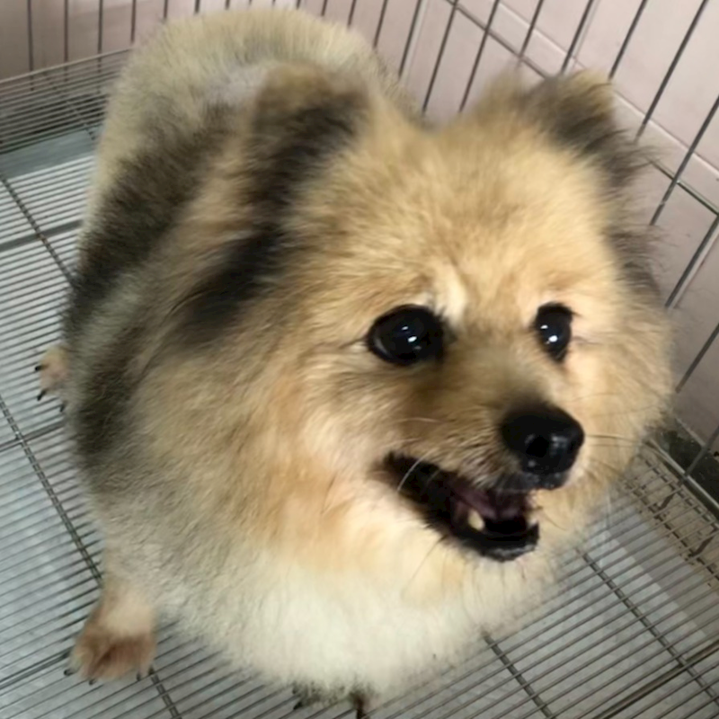 臺南市動物之家灣裡站,編號:387414, 博美犬         
