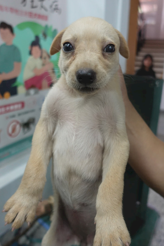 宜蘭縣流浪動物中途之家,編號:404899, 混種犬          