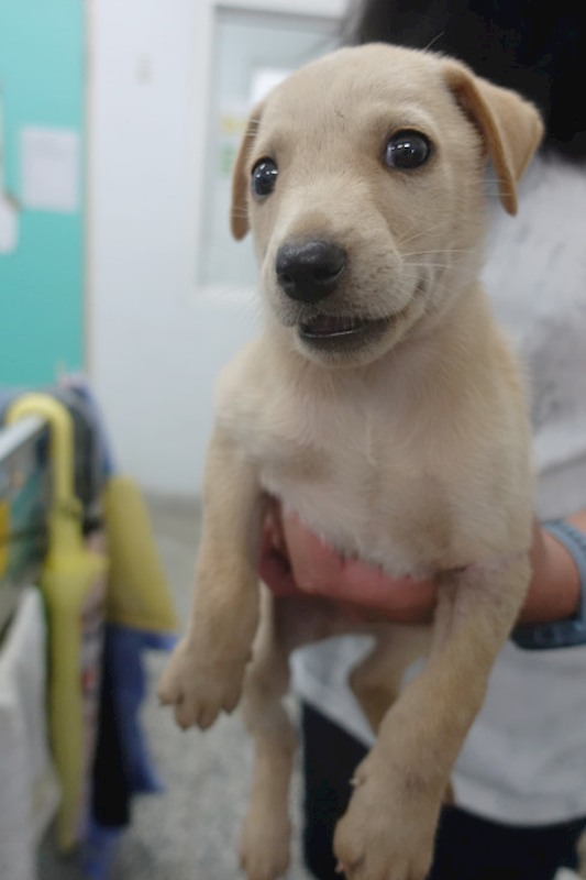 宜蘭縣流浪動物中途之家,編號:404897, 混種犬          