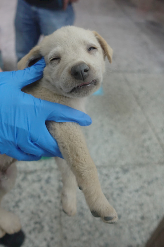 宜蘭縣流浪動物中途之家,編號:404896, 混種犬          