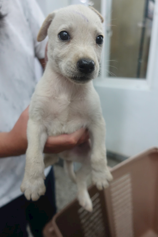 宜蘭縣流浪動物中途之家,編號:404895, 混種犬          