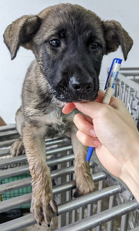 花蓮縣狗貓躍動園區,編號:394103, 混種犬          