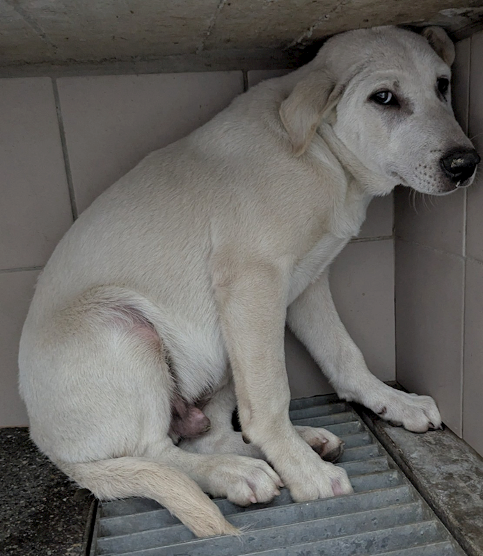花蓮縣狗貓躍動園區,編號:397016, 混種犬          