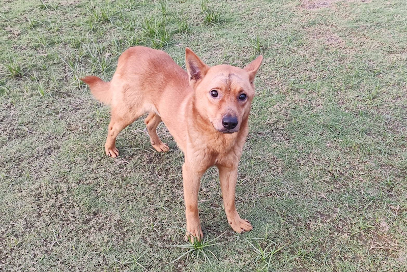 新竹市動物保護教育園區,編號:397235, 混種犬          