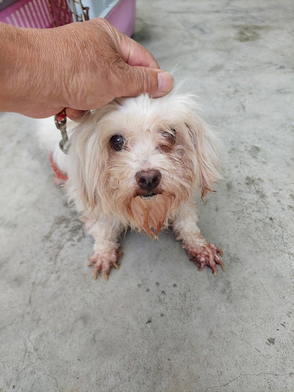 新北市五股區公立動物之家,編號:404823, 瑪爾濟斯犬           