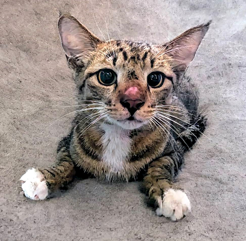 新竹縣動物保護教育園區,編號:404749, 混種貓                 