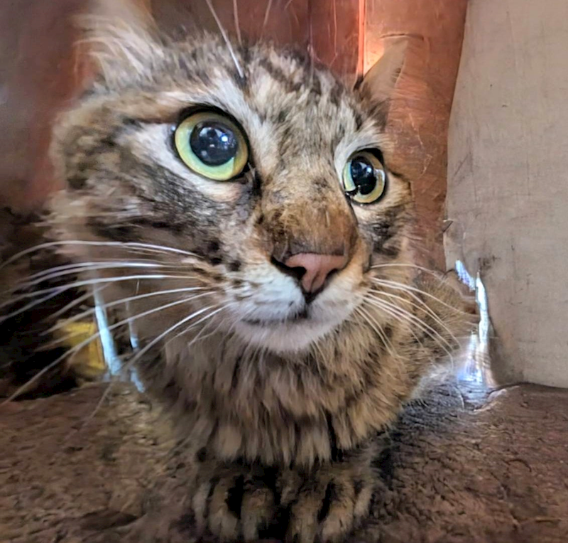 新竹縣動物保護教育園區,編號:404748, 混種貓                 