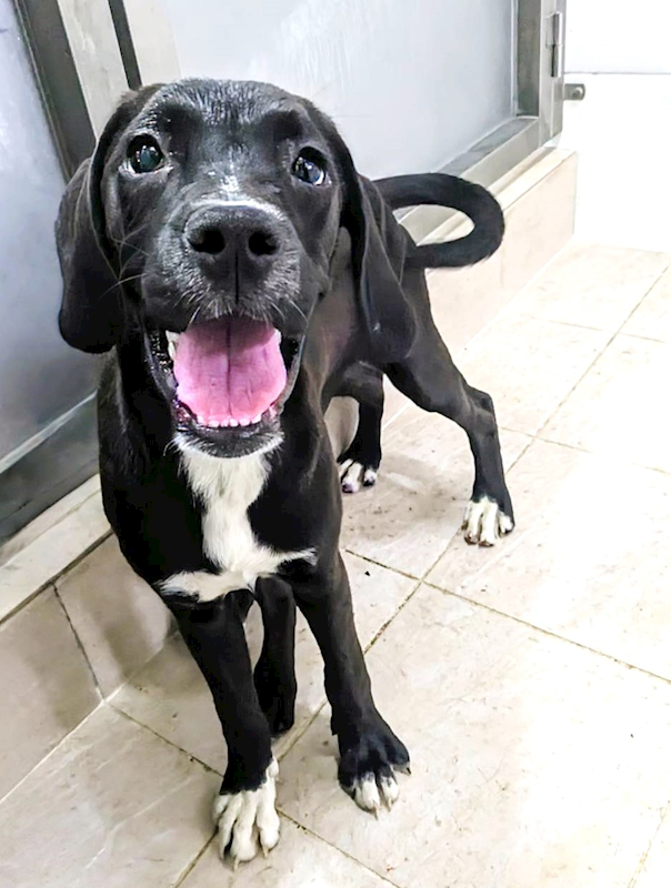 新竹縣動物保護教育園區,編號:404338, 混種犬          