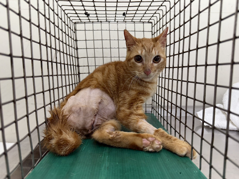 臺北市動物之家,編號:404269, 混種貓                 