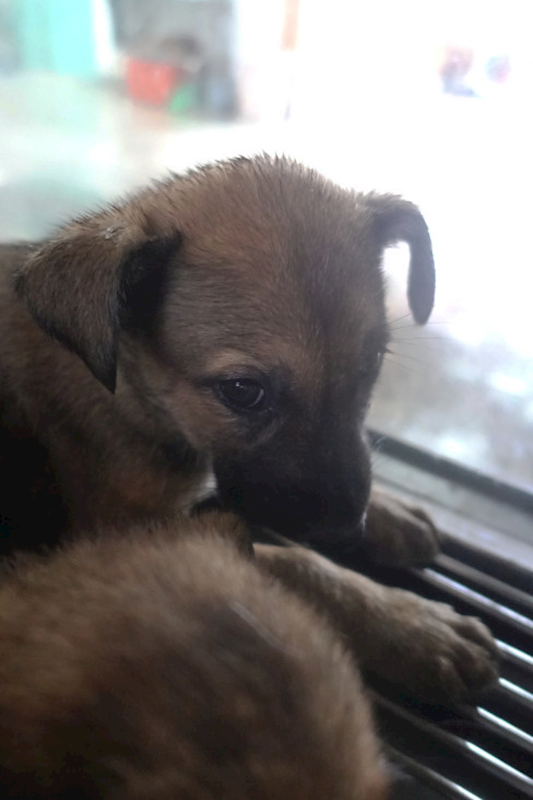 宜蘭縣流浪動物中途之家,編號:404893, 混種犬          
