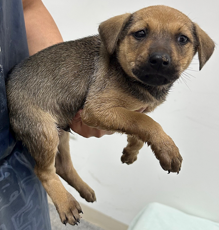 花蓮縣狗貓躍動園區,編號:391803, 混種犬          