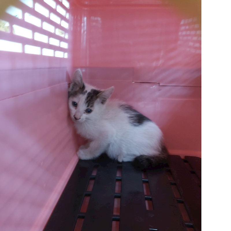 臺南市動物之家灣裡站,編號:401516, 混種貓                 