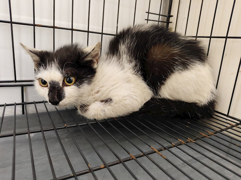 臺北市動物之家,編號:401481, 混種貓                 