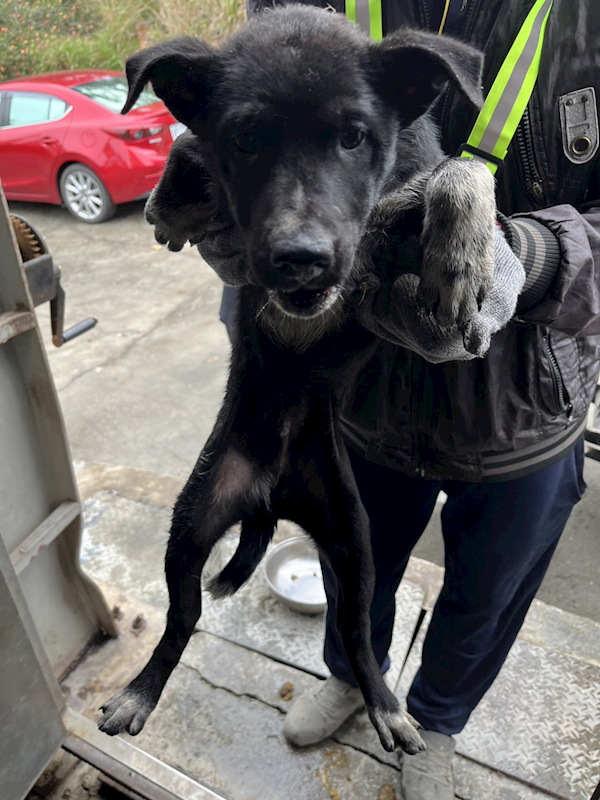 彰化縣流浪狗中途之家,編號:400206, 混種犬          