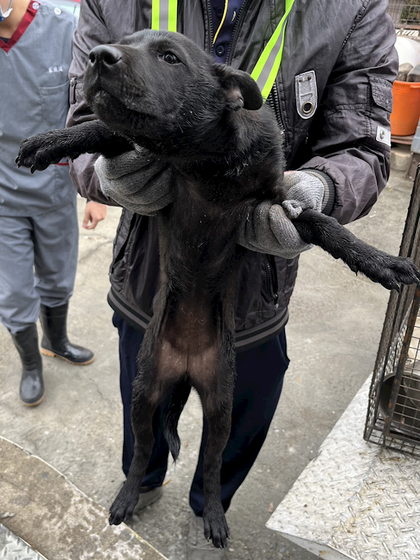 彰化縣流浪狗中途之家,編號:400205, 混種犬          