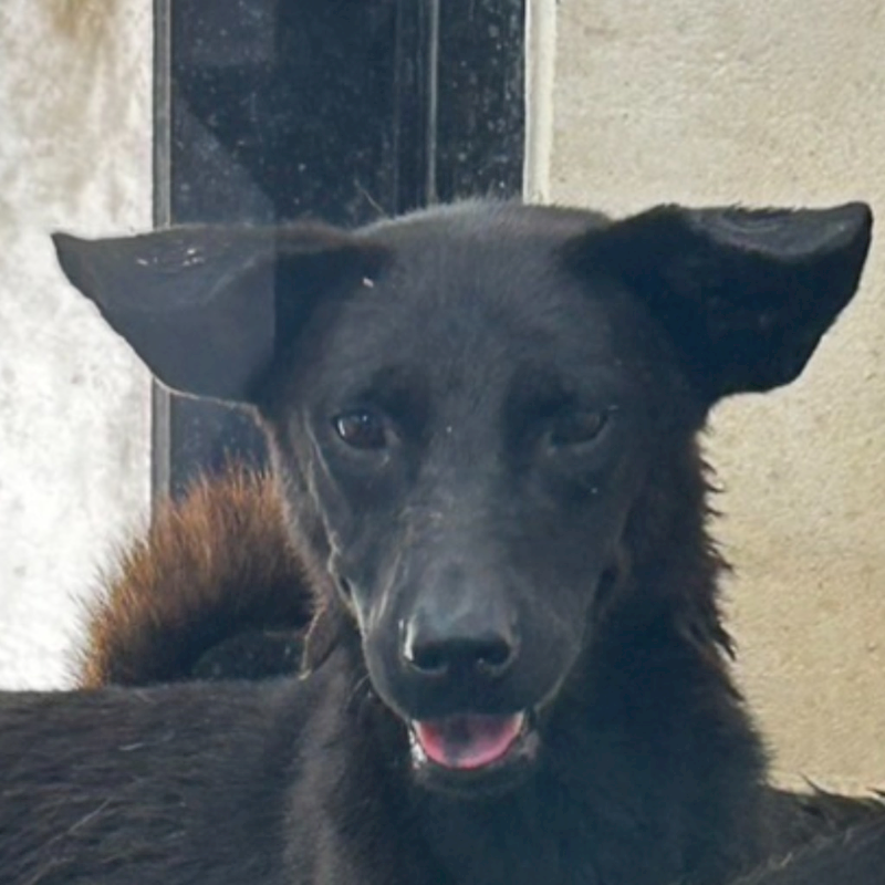 澎湖縣流浪動物收容中心,編號:260924, 混種犬          