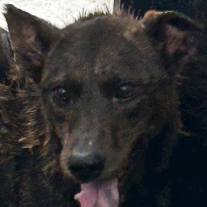 澎湖縣流浪動物收容中心,編號:236471, 混種犬          